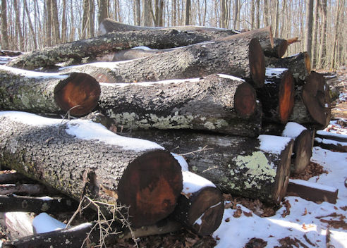 Student grade calculation in c image